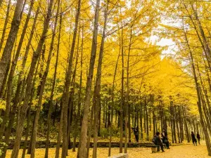 Seoul Forest Park