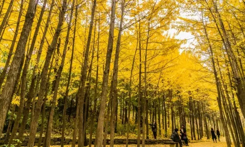 Seoul Forest Park
