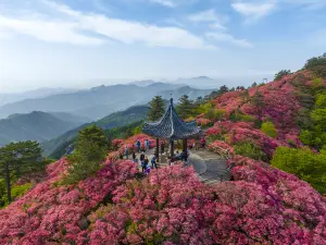 Guifeng Mountain Scenic Area - Rhododendron Sea