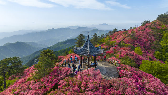 Guifeng Mountain Scenic Area - Rhododendron Sea