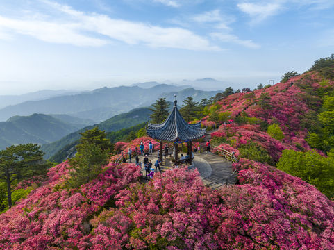 Guifeng Mountain Scenic Area - Rhododendron Sea