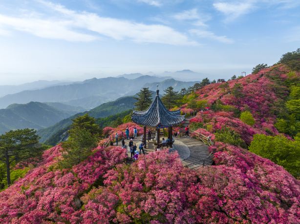 Guifeng Mountain Scenic Area - Rhododendron Sea