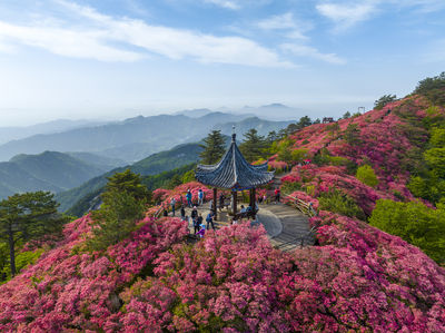 Guifeng Mountain Scenic Area - Rhododendron Sea