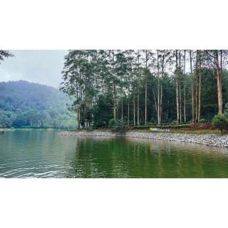 Today, my family and I went to Lake Cisanti (Situ Cisanti). The trip took almost 3 hours and for the first time, I got motion sickness (almost hit the jackpot but not today!) due to the–literally–rocky and bumpy road. However, on our way we had to pass a tea plantation. The view was amazing and we passed a number of old buildings and plantation houses that date from the late 1800s to the early 1900s (during the Dutch colonial era). ⁣
⁣
The lake is pretty big, yet is not that deep. There are several springs around the lake at which water flows. It is also the headwater of Citarum River, the longest river in West Java. Lake Cisanti is surrounded by pine forest, which is also home to an eucalyptus grove. We explored the lake using a military inflatable boat and as we were about to end the exploration, I saw an isle inhabited by bunnies! Too bad the boat went too fast so I wasn't able to take some photos of the rabbits. ⁣

#urbanexplorer