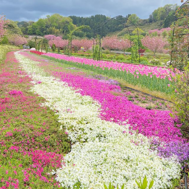【京都】花郷OKADAでお花見