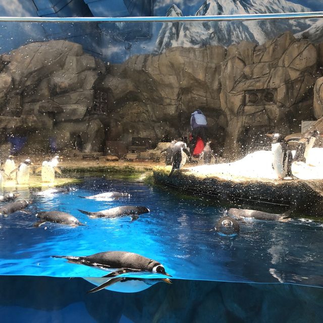 #親子游#香港海洋公園親子游