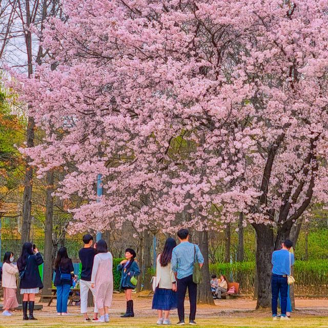 서울숲에서 피크닉 나들이