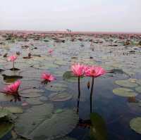 ทะเลบัวแดง ที่บึงหนองหาน