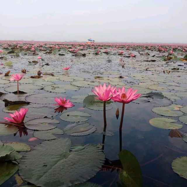 ทะเลบัวแดง ที่บึงหนองหาน ทะเลบัวแดง ที่บึงหนองหาน