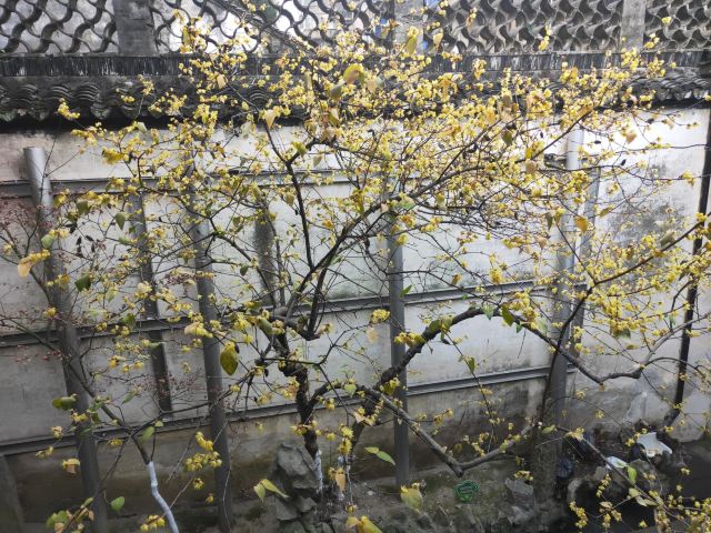 모스장원