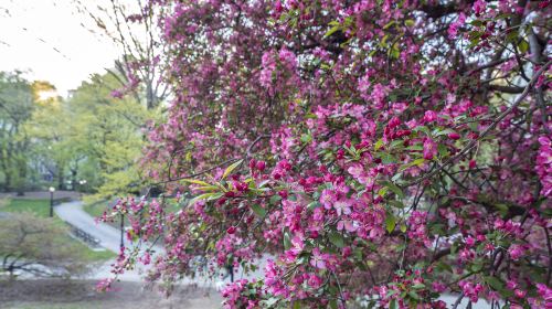 雙鶴湖中央公園