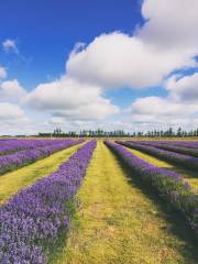 Cotswold Lavender