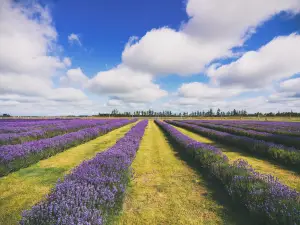 Cotswold Lavender