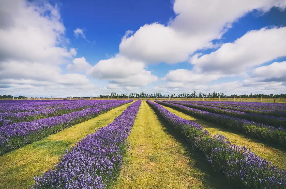 Hotels near Cotswold Lavender