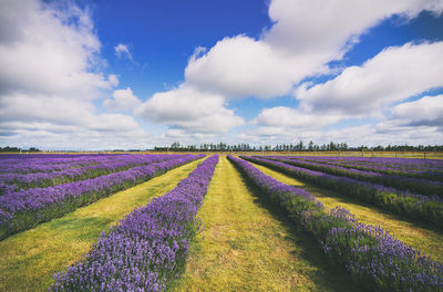 Cotswold Lavender