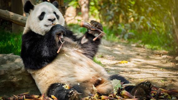 Excursión de un día a la Base de Pandas de Ya'an Bifengxia + Parque de Vida Silvestre [tour privado + guía 1V1]