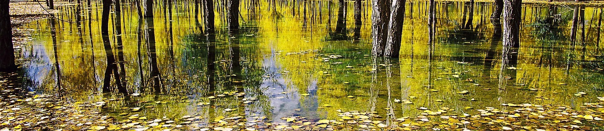 Fall Viewing Attractions