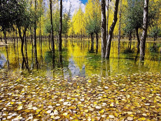 The Luyang Lake Wetlands Park