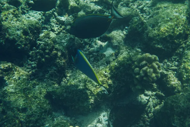 Motobu Green Park and Golf Course