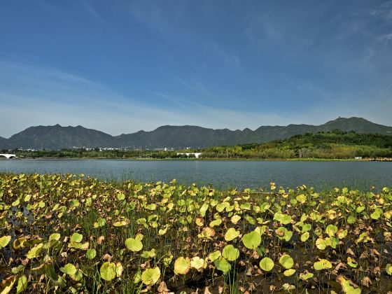 Longquanhu Wetland