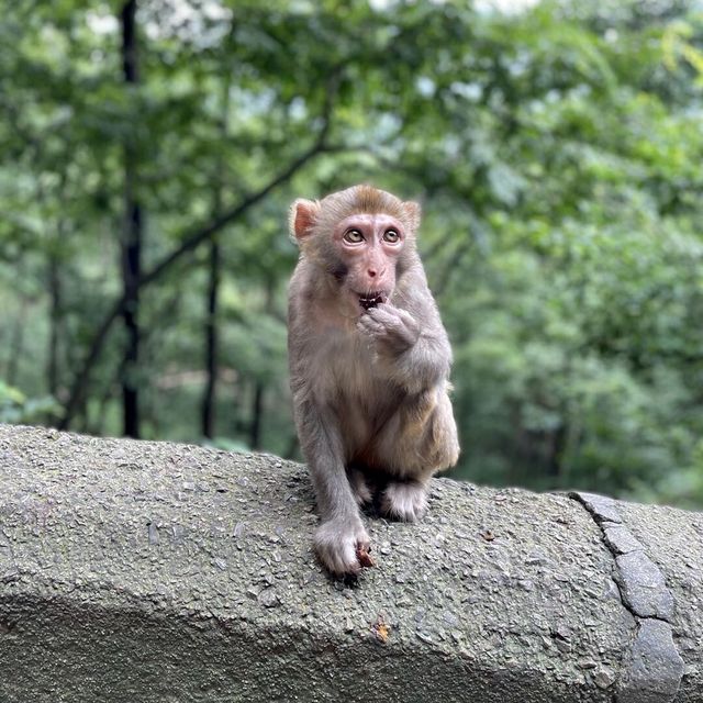 Guizhou - Qianlingshan Park 