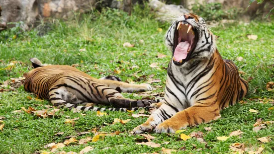 Songkhla Zoo