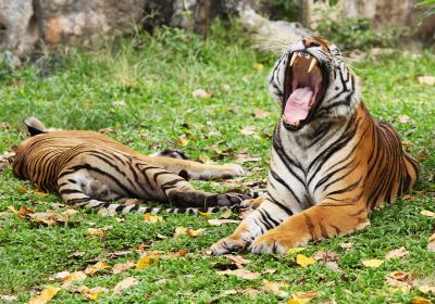 ソンクラー動物園