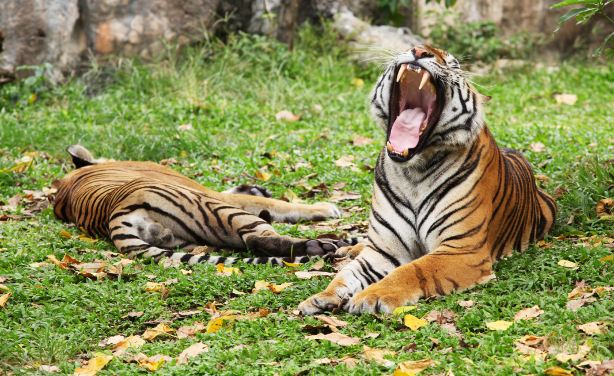 Songkhla Zoo