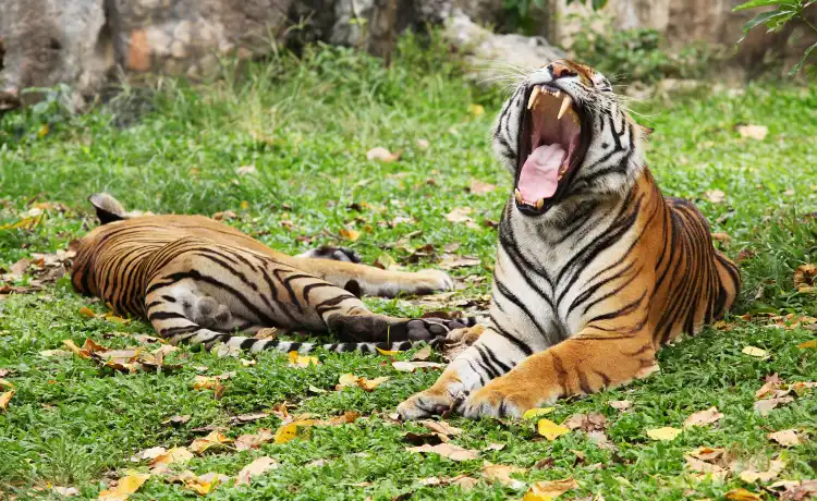 Hotels near Songkhla Zoo