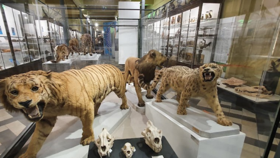 Museum Rupert-de-Chievres