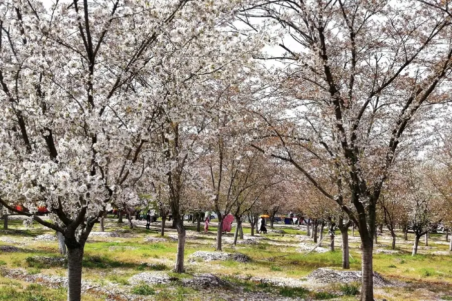 浮山櫻花園