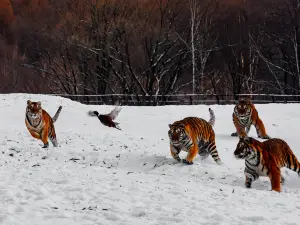 Northeast China Tiger and Leopard National Park
