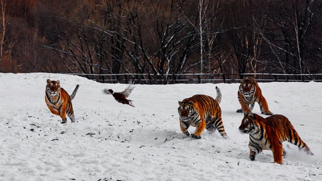 Northeast China Tiger and Leopard National Park