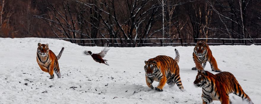 Northeast China Tiger and Leopard National Park