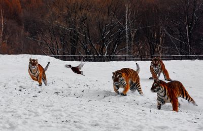 Northeast China Tiger and Leopard National Park