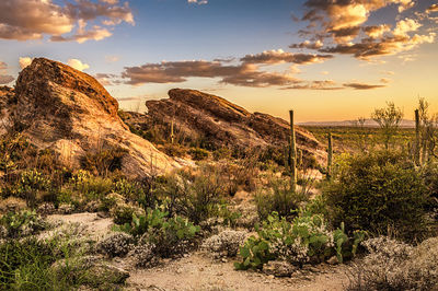 Javelina Rocks