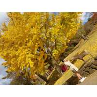 「日本奈良公園」小鹿+紅葉 | 秋天首选打卡圣地