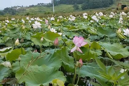 宜章县荣聚种养专业合作社