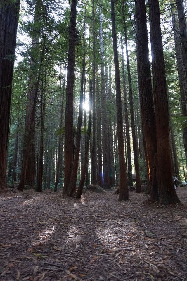 Redwoods, Whakarewarewa Forest
