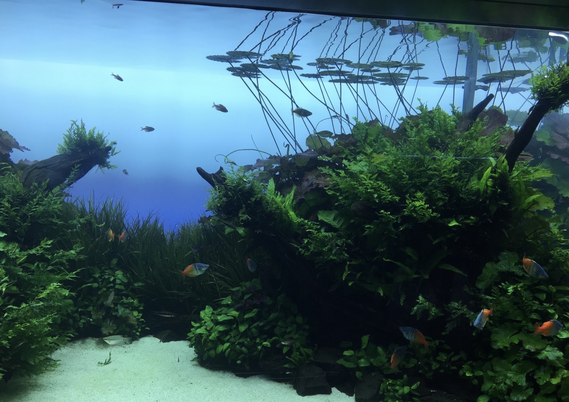墨田水族館旅遊攻略指南 墨田水族館評價 墨田水族館附近推薦 Trip Com 墨田水族館旅遊攻略指南 墨田水族館評價 墨田水族館附近推薦 Trip Com