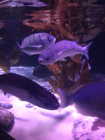 ロンドン水族館のレビュー ロンドン水族館のチケット ロンドン水族館の割引 ロンドン水族館の交通機関 所在地 営業時間 ロンドン水族館周辺の観光スポット ホテル グルメ Trip Com