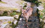 Nara Park