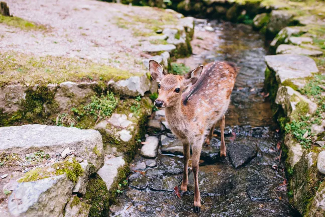 桜井の朝食付きホテル