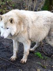 金石雲頂野生動物園