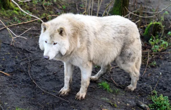 金石雲頂野生動物園門票成人