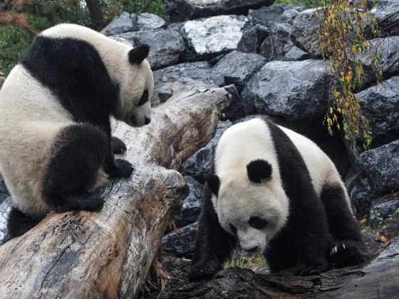 Bifengxia Panda Reserve