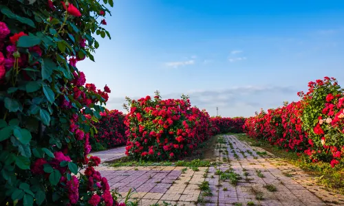 Million Roses Dream Garden