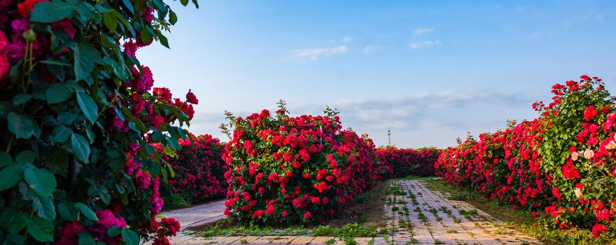 Million Roses Dream Garden