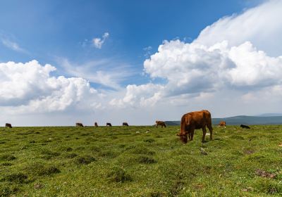 Malun Grassland