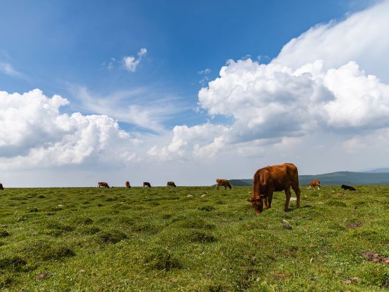 Malun Grassland